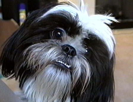 buddy1.jpg